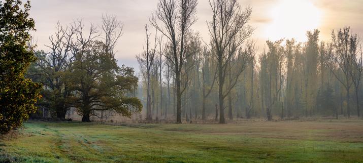 Die Szene zeigt eine Waldrand- oder Auenlandschaft mit einer feuchten Wiese im Vordergrund, die von Reif oder Tau bedeckt ist. Der Hintergrund wird von einer Gruppe hoher, schlanker Bäume dominiert, viele davon kahl oder mit spärlichem Laub. Links steht eine massive Eiche (oder ein ähnlicher Baum) mit teilweise noch grünem oder herbstlichem Laubwerk.
Die Lichtstimmung ist nebelig und leicht dunstig, was auf eine frühe Morgenstunde hinweist.
Licht: Die Lichtquelle ist die tiefstehende Sonne am oberen rechten Rand. Das Licht ist diffus und sanft-golden, da es durch den Dunst und die Wolken gefiltert wird. Dies erzeugt einen Halo-Effekt um die Sonne und ein weiches Gegenlicht, das die Konturen der Bäume betont.
Stimmung: Die Atmosphäre ist ruhig, verträumt und leicht geheimnisvoll. Die kahlen Bäume und die neblige, kühle Luft deuten auf den späten Herbst oder frühen Winter hin. Die nassen Gräser und die gedämpften Farben tragen zu einer melancholischen, aber friedlichen Szene bei.
Zusammenfassend: Es ist eine stimmungsvolle Aufnahme einer von Nebel durchzogenen Waldlichtung im diffusen, goldenen Licht der Morgensonne.