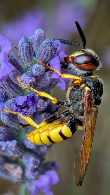 Large yellow wasp with thin black bands, curved like a banana and sitting on a lavender flower having an early lunch