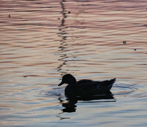 A tranquil scene featuring the silhouette of a duck gliding smoothly across a body of water at sunrise. The water’s surface is alive with gentle ripples and a soft, pastel reflection of pinks, oranges, and blues from the sky. In the background, a faint, blurred reflection of a vertical stick—likely the mast of a small sailing boat—adds depth to the image. The duck, centrally positioned in the lower half, contrasts sharply against the shimmering water, creating a peaceful and picturesque atmosphere.