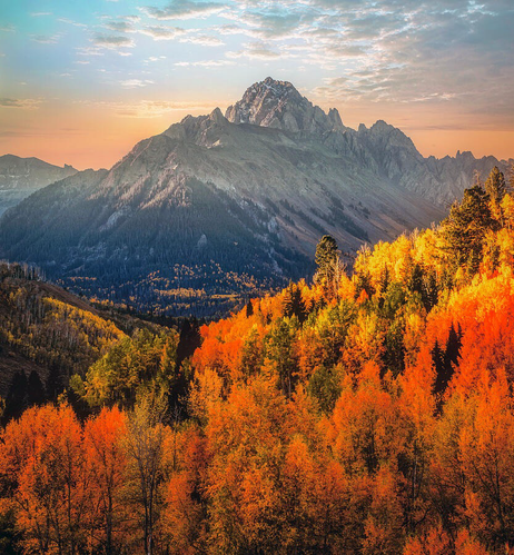 Colorado landscape at sunrise featuring Mount Sneffels with golden aspen trees in full fall color below, mountains glowing in soft morning light beneath a pastel sky.