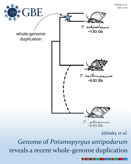 GBE | Whole-Genome Sequence of Potamopyrgus antipodarum—A Model System for the Maintenance of Sexual Reproduction—Reveals a Recent Whole-Genome Duplication GBE | Whole-Genome Sequence of Potamopyrgus antipodarum—A Model System for the Maintenance of Sexual Reproduction—Reveals a Recent Whole-Genome Duplication