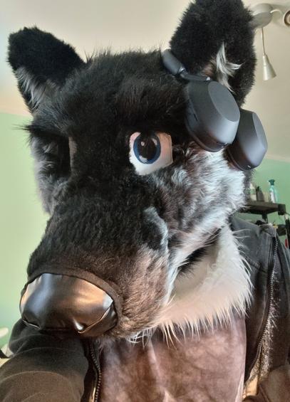 Picture of Rawen with a pair of headphones hanging over his ear in an amusing display of size mismatch.