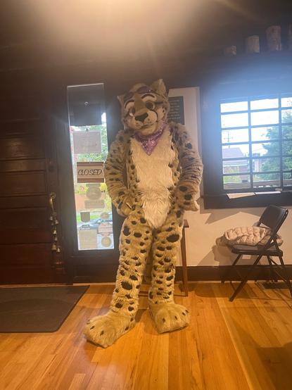 Fursuit photo of Obscura standing in the entry of a museum housed in an old log house