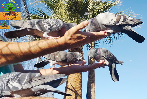 me feeding pigeons. there are two in each hand, eating, and one sitting on my knee
WT7