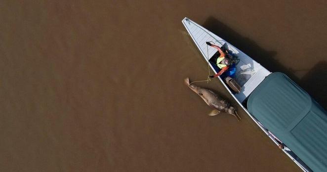 アマゾン湖で数百頭のイルカが死んでいるのが発見され、ジャグジーよりも熱い水の中にいたことが研究で判明