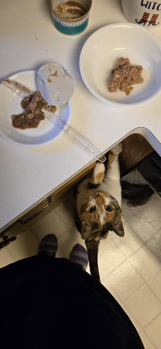 Photo taken from POV of a human standing next to a kitchen counter looking down at her feet where a calico cat is staring up anxiously at her. The cat is standing on her hind legs, reaching her front paws up towards the countertop where two dishes have wet cat food.