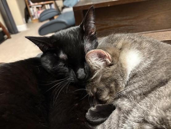 A black cat and a gray tabby cat snuggling. Both have eyes happily closed. The bigger gray cat has his head tucked down so his forehead is under the sleek black cat’s chin. Her velvet paw is under his nose. Whiskers are prominent on both kitties.