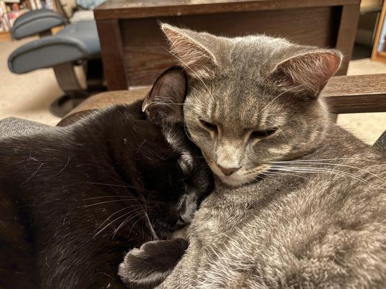 The black cat cuddled up to her big gray brother, with her forehead tucked under his chin and her cheek on his collarbone. His naturally eyelined eyes are drooping comfortably closed but his ears are perked wide as if being careful to guard his sister!/ sleep from impertinent paparazzi who should be petting them instead.
