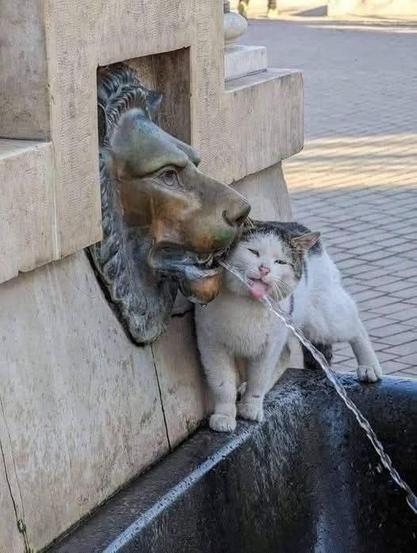 Kitty drinking water from a lion head