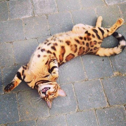 A Bengal cat lies playfully on its back on a stone pavement. The cat has a distinctive spotted and striped coat, with its mouth open and front paws slightly curled, appearing relaxed and playful.