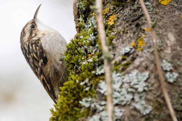 Ein Baumläufer an einem bemoosten Stamm. Ein Baumläufer an einem bemoosten Stamm.