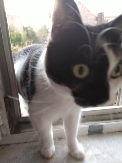 The most beautiful cat in the world bouncing out of a window