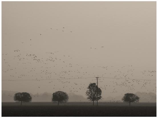 A hazy landscape featuring multiple trees in the foreground and a flock of birds in flight against a muted sky. Power lines are visible, and the scene conveys a tranquil, somewhat atmospheric mood. A hazy landscape featuring multiple trees in the foreground and a flock of birds in flight against a muted sky. Power lines are visible, and the scene conveys a tranquil, somewhat atmospheric mood.