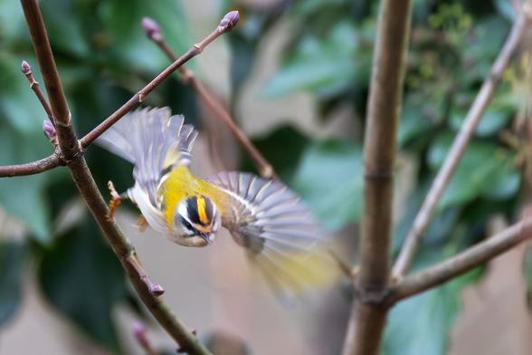 Ein Sommergoldhähnchen mit ausgebreiteten Flügeln startet von einem dünnen Zweig. Ein Sommergoldhähnchen mit ausgebreiteten Flügeln startet von einem dünnen Zweig.