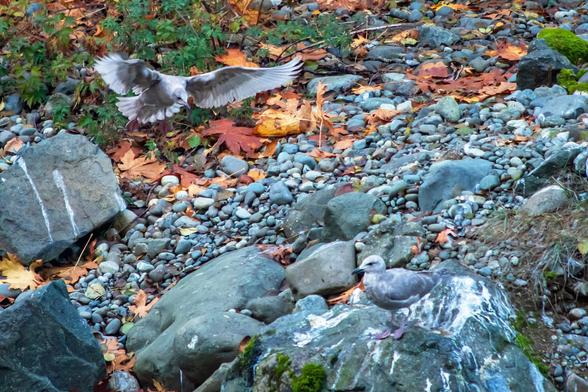 Rocky, stony river bank. A gull sits on a guano-smeared rock at lower right. At upper left, there's another gull, in the air, wings spread wide, head stretched forward, aiming at gull on the rock. It looks angry. It is. This is round 4 in an ongoing battle for ownership of that favourite stone. With each round, they change positions; the winner takes the rock, the loser returns to the attack. Rocky, stony river bank. A gull sits on a guano-smeared rock at lower right. At upper left, there's another gull, in the air, wings spread wide, head stretched forward, aiming at gull on the rock. It looks angry. It is. This is round 4 in an ongoing battle for ownership of that favourite stone. With each round, they change positions; the winner takes the rock, the loser returns to the attack.