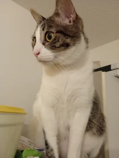 Ventousio surveillant la cuisine