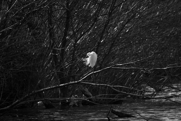 Photo en noir et blanc. Des arbres sans feuilles au bord de l'eau. On voit un petit arbre mort couché au dessus de l'eau. Sur l'une de ses branches se tient une aigrette garzette en train de nettoyer les plumes de son aile gauche à l'aide de son bec. On voit bien la délicatesse de ces longues plumes, éclairées par un rayon de soleil bien placé. Photo en noir et blanc. Des arbres sans feuilles au bord de l'eau. On voit un petit arbre mort couché au dessus de l'eau. Sur l'une de ses branches se tient une aigrette garzette en train de nettoyer les plumes de son aile gauche à l'aide de son bec. On voit bien la délicatesse de ces longues plumes, éclairées par un rayon de soleil bien placé.