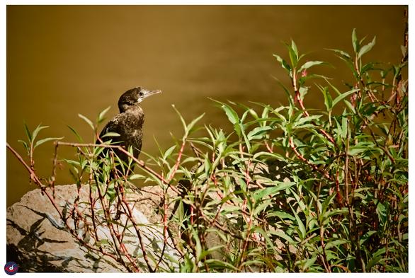 a young cormorant, perched on a rock, behind branches and leaves. a young cormorant, perched on a rock, behind branches and leaves.