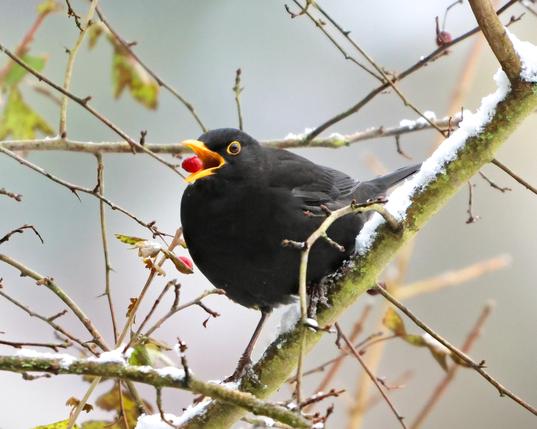 Eine Amsel sitzt in einem Busch auf dessen Ästen etwas Schnee liegt. Sie frisst gerade eine rote Beere und befördert diese gerade weiter in den Schnabel hinein. Dabei hat sie gerade den Schnabel so weit auf dass die Beere frei zwischen den Schnabelhälften fliegt. Eine Amsel sitzt in einem Busch auf dessen Ästen etwas Schnee liegt. Sie frisst gerade eine rote Beere und befördert diese gerade weiter in den Schnabel hinein. Dabei hat sie gerade den Schnabel so weit auf dass die Beere frei zwischen den Schnabelhälften fliegt.
