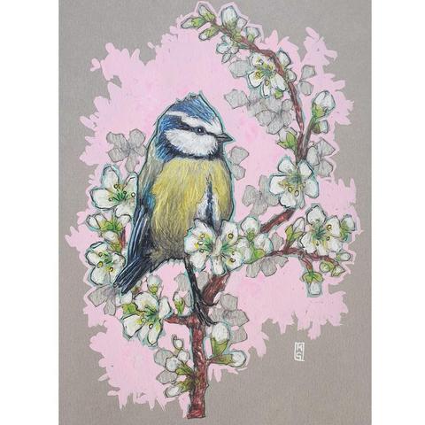 A small colour drawing of a little blue tit bird sitting on a branch that is covered in white blossom. The drawing has a pink background and is on grey pastel paper.
A colourful mix of blue, yellow, white and green makes the Blue Tit one of our most attractive and most recognisable garden visitors.
An original art work, please note that the frame is not included.
Colour pencil and mixed media on acid free toned artist paper
5 by 7 inches (12.7 by 17.8 cm).
Sold unframed A small colour drawing of a little blue tit bird sitting on a branch that is covered in white blossom. The drawing has a pink background and is on grey pastel paper.
A colourful mix of blue, yellow, white and green makes the Blue Tit one of our most attractive and most recognisable garden visitors.
An original art work, please note that the frame is not included.
Colour pencil and mixed media on acid free toned artist paper
5 by 7 inches (12.7 by 17.8 cm).
Sold unframed
