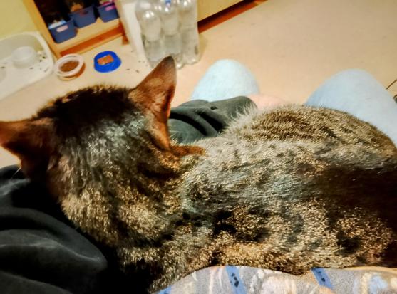 Pussy Galore, a gray tiger tabby, curls up on my lap for some quality time.