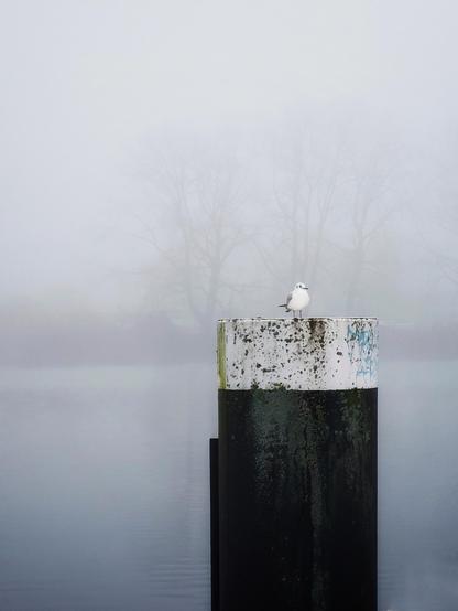 a little grey white seagull standing on a black post. the background is covered in fog, there are light cpntrasts of trees in the fog. a little grey white seagull standing on a black post. the background is covered in fog, there are light cpntrasts of trees in the fog.