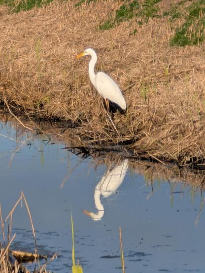 A photo of an Egyptian egret on a field in The Netherlands in November A photo of an Egyptian egret on a field in The Netherlands in November