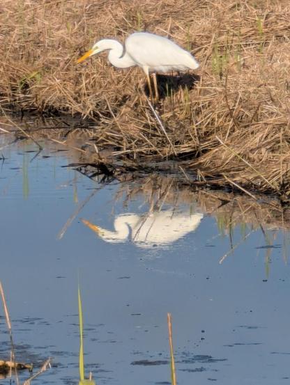 A photo of an Egyptian egret on a field in The Netherlands in November A photo of an Egyptian egret on a field in The Netherlands in November