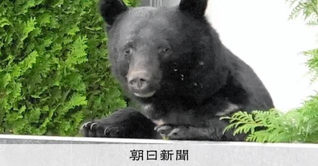 クマに襲われ男女計3人けが 秋田県内で人身被害が相次ぐ