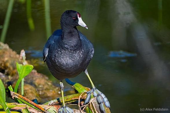 American Coot showing his oversized feet American Coot showing his oversized feet
