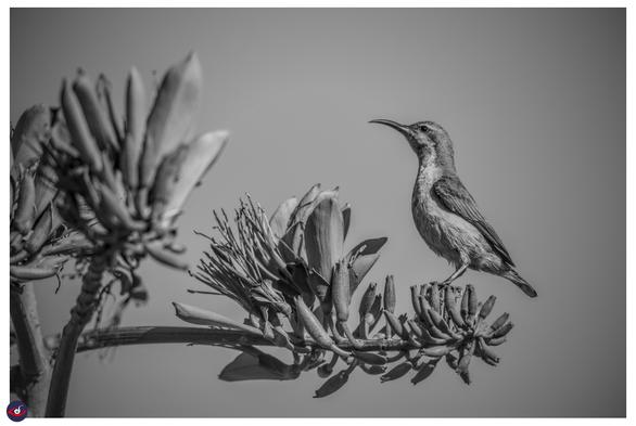 monochrome photograph of a small bird looking up, while sitting on small flower bud in front of a bloomed flower. monochrome photograph of a small bird looking up, while sitting on small flower bud in front of a bloomed flower.