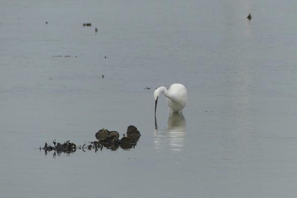A white egret standing in the sea - to its right a couple of rocks. The egret's beak is touching the surface of the water and the ripples distort the reflection of the bird. A white egret standing in the sea - to its right a couple of rocks. The egret's beak is touching the surface of the water and the ripples distort the reflection of the bird.