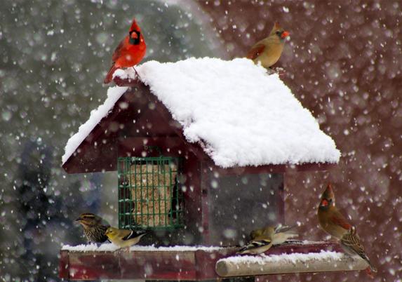 The image depicts a snowy winter scene centered on a wooden bird feeder. The roof of the feeder is covered in a thick layer of fresh white snow, and snowflakes are visibly falling, giving the scene a gentle, wintry atmosphere.
On top of the feeder sits a bright red Northern Cardinal, its color vivid against the white snow, and next to it is a duller, brownish bird with a hint of red on its face and tail—a female cardinal. At the base of the feeder, more birds are gathered, including small, tan-yellow finches and another brownish female cardinal. The birds appear fluffed up, likely to keep warm in the cold, snowy weather, and they are pecking at seed scattered on the feeder. The entire scene feels peaceful, lively, and filled with the soft hush of falling snow. The image depicts a snowy winter scene centered on a wooden bird feeder. The roof of the feeder is covered in a thick layer of fresh white snow, and snowflakes are visibly falling, giving the scene a gentle, wintry atmosphere.
On top of the feeder sits a bright red Northern Cardinal, its color vivid against the white snow, and next to it is a duller, brownish bird with a hint of red on its face and tail—a female cardinal. At the base of the feeder, more birds are gathered, including small, tan-yellow finches and another brownish female cardinal. The birds appear fluffed up, likely to keep warm in the cold, snowy weather, and they are pecking at seed scattered on the feeder. The entire scene feels peaceful, lively, and filled with the soft hush of falling snow.