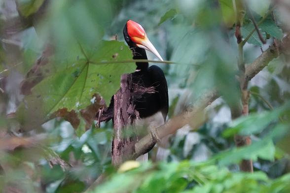 A large hornbill with a black body and white undersides. It has a long white bill and a red casque at the top of the head. It is perched on a branch deep in the forest. A large hornbill with a black body and white undersides. It has a long white bill and a red casque at the top of the head. It is perched on a branch deep in the forest.