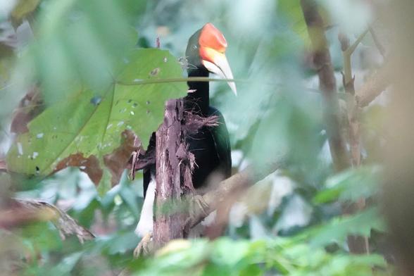 Another view of the hornbill from the same location. Another view of the hornbill from the same location.