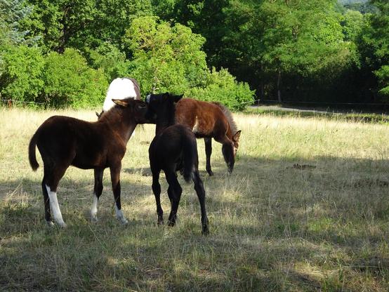 Eine Gruppe von vier Fohlen auf einer Wiese, im Hintergrund Bäume. Zwei Fohlen spielen miteinander, während das dritte und vierte Fohlen in der Nähe grast.