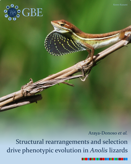 GBE | Structural Rearrangements and Selection Promote Phenotypic Evolution in Anolis Lizards GBE | Structural Rearrangements and Selection Promote Phenotypic Evolution in Anolis Lizards