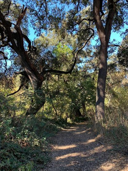 A pair of oaks frame a hiking trail through the trees and brush.