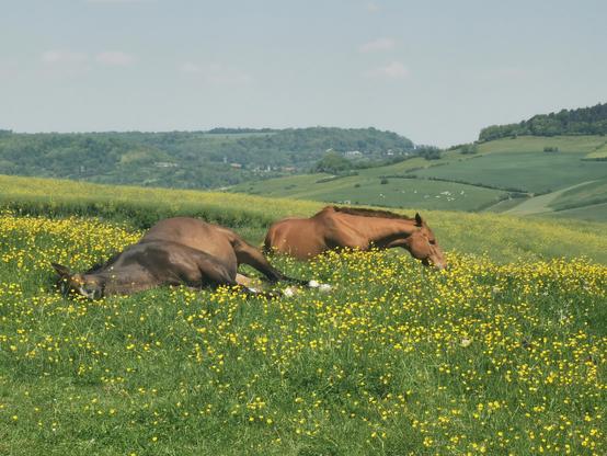 Deux chevaux se prélassent dans un pré fleuri