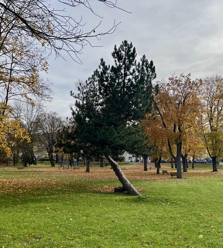 Eine herbstliche Szene in einer Wiesenfläche mit bunten Laubbäumen sowie zentral einer krumm und schief gewachsenen Kiefer.