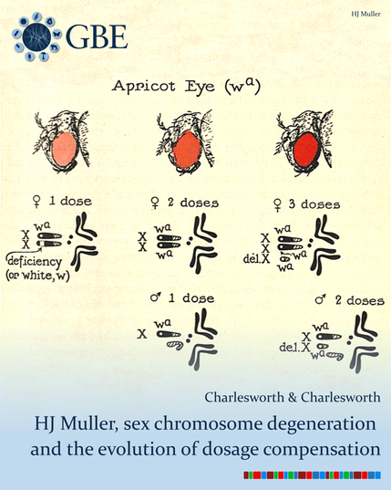 GBE | HJ Muller and the Relationship Between Sex Chromosome Degeneration and the Evolution of Dosage Compensation GBE | HJ Muller and the Relationship Between Sex Chromosome Degeneration and the Evolution of Dosage Compensation