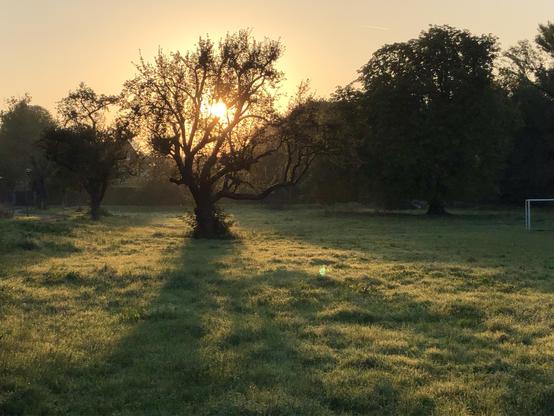 Ein uralter Apfelbaum steht am Rande einer großen freien Fläche. Die morgentliche Sonne taucht das ganze Bild in einen warmen Goldschimmer ein.
Man kann die Tautropfen erahnen, die an jedem Grashalm hängen.