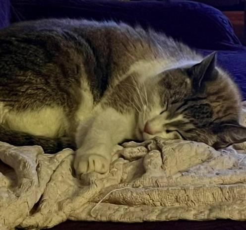 A sleeping gray and white cat curled up on a textured blanket. The cat appears comfortable and relaxed. The light is dim like it is evening or perhaps the television is on lol