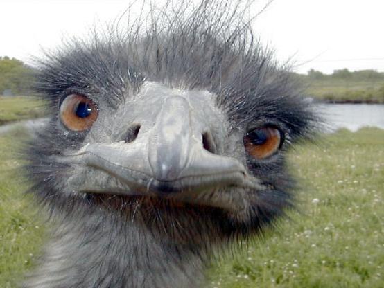 Closeup of the dark gray writing emu staring at you. - Wrtr