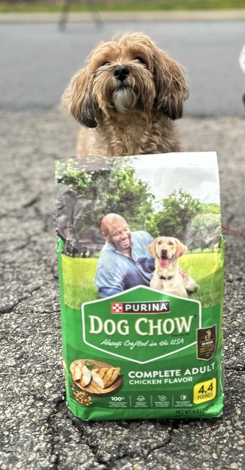 A furry dog that looks like a poodle type mix stands outside in a parking lot behind a green bag of dog chow that was donated in boston. the dog has light brown fur and low ears. he's looking up slightly at the camera. he's very furry.