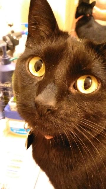 A close up of a black cat with gold eyes, looking expectantly into the camera as if to say, "Yes? You wanted something?"