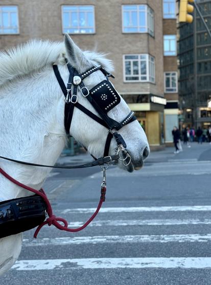 A color photograph in portrait orientation of the street scene in Columbus Circle, Manhattan. It captures the head and neck of a white horse on 59th Street waiting at the crosswalk. It is wearing a black leather bridle with decorative silver studs across the browband and cheekpieces. The horse's eye is covered by a black leather blinker that also has silver studding. A red rope is tied near the harness and hangs down below the horse's chin. In the blurred background, a wide, empty street with a white crosswalk is visible. Beyond the street, multi-story brick and glass buildings rise up above a Starbucks. The lighting is overcast during the afternoon. Several blurred figures of pedestrians can be seen walking in the far right background.