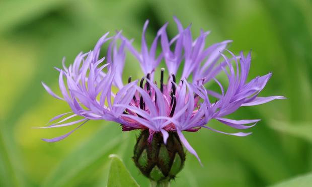 A Centaura cyanus flower in bloom. This pink and purple flower shown in bloom, in front of blurred green leaves, is also known as Cornflower or Bachelors Button. Caption says: Cornflower in bloom. This flower was selected as it’s said by some to symbolise hope. Photo by the author of this note and poem, Emma Rose Purposeful Poetry. A Centaura cyanus flower in bloom. This pink and purple flower shown in bloom, in front of blurred green leaves, is also known as Cornflower or Bachelors Button. Caption says: Cornflower in bloom. This flower was selected as it’s said by some to symbolise hope. Photo by the author of this note and poem, Emma Rose Purposeful Poetry.