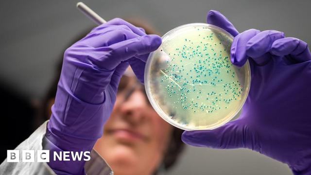 In the foreground is a round, translucent, petri dish with tiny blue dots of bacterial growth. It is being held by a scientist, out of focus in the background, wearing a pair of purple latex gloves and using a fine needle-like implement to manipulate the blue bacterial colonies.