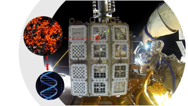 EXPOSE flight hardware on the outside of the ISS with dried Chroococcidiopsis exposed. Credit - Roscosmos/ESA